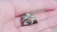 Neverita duplicata