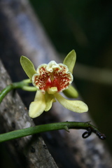 Pseudovanilla foliata