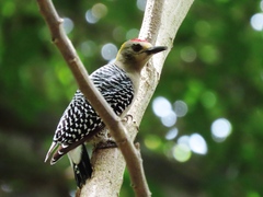 Melanerpes hoffmannii