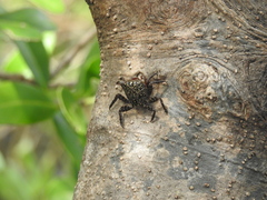 Aratus pisonii
