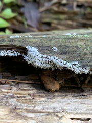 Ceratiomyxa