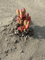 Carpobrotus chilensis