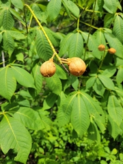 Aesculus parviflora