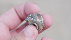 Neverita duplicata