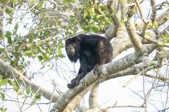 Alouatta caraya