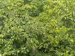 Oxydendrum arboreum