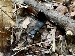 Ocypus olens