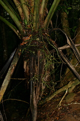 Pseudovanilla foliata