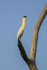 Pilherodius pileatus