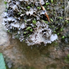 Peltigera praetextata