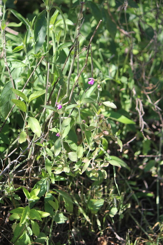 Image of Justicia pacifica by (c) José Belem Hernández Díaz, some rights reserved (CC BY)
