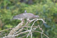 Patagioenas cayennensis