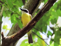 Megarynchus pitangua