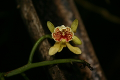 Pseudovanilla foliata
