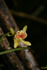 Pseudovanilla foliata