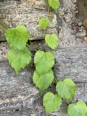 Vitis vulpina