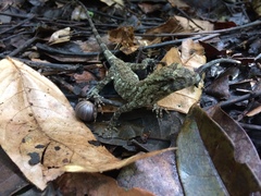 Anolis petersii