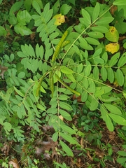 Senna marilandica
