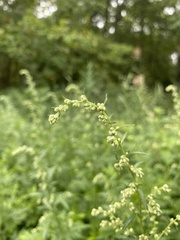 Artemisia indica