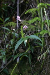 Dendrobium kingianum