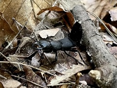 Ocypus olens