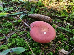 Russula atropurpurea