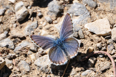 Plebejus idas