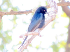 Dicrurus adsimilis apivorus