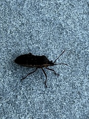 Anasa tristis