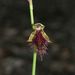 Wandoo Beard Orchid - Photo (c) eliotmiller, some rights reserved (CC BY-NC), uploaded by eliotmiller