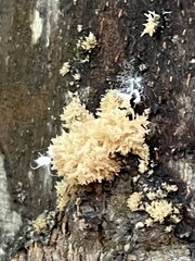 Hericium coralloides
