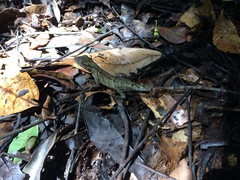 Anolis petersii