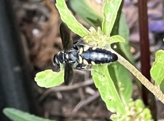 Myzinum obscurum