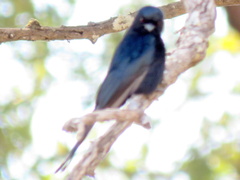 Dicrurus adsimilis apivorus