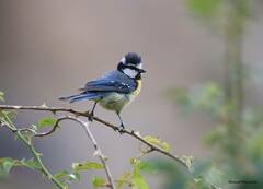 Cyanistes teneriffae