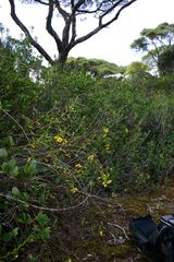 Dendrobium agrostophyllum