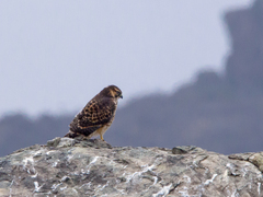 Geranoaetus polyosoma