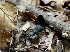 Ocypus olens