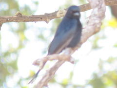 Dicrurus adsimilis apivorus