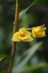 Dendrobium agrostophyllum