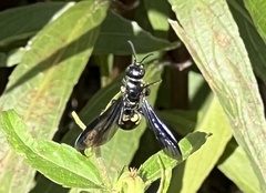 Myzinum obscurum