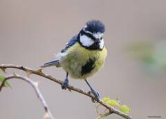 Cyanistes teneriffae