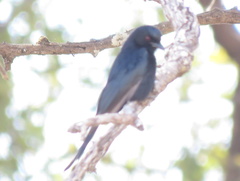 Dicrurus adsimilis apivorus