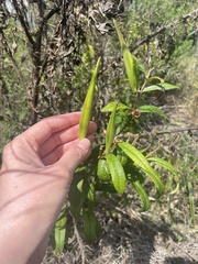 Asclepias tuberosa