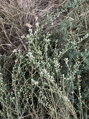 Symphyotrichum falcatum