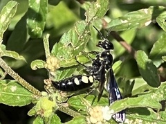 Myzinum obscurum