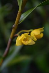 Dendrobium agrostophyllum