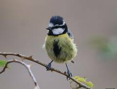 Cyanistes teneriffae