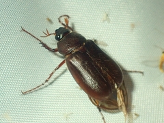 Melolonthinae