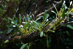 Dendrobium taylorii
